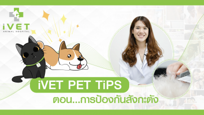 มาอาบน้ำสุนัขกันเถอะ